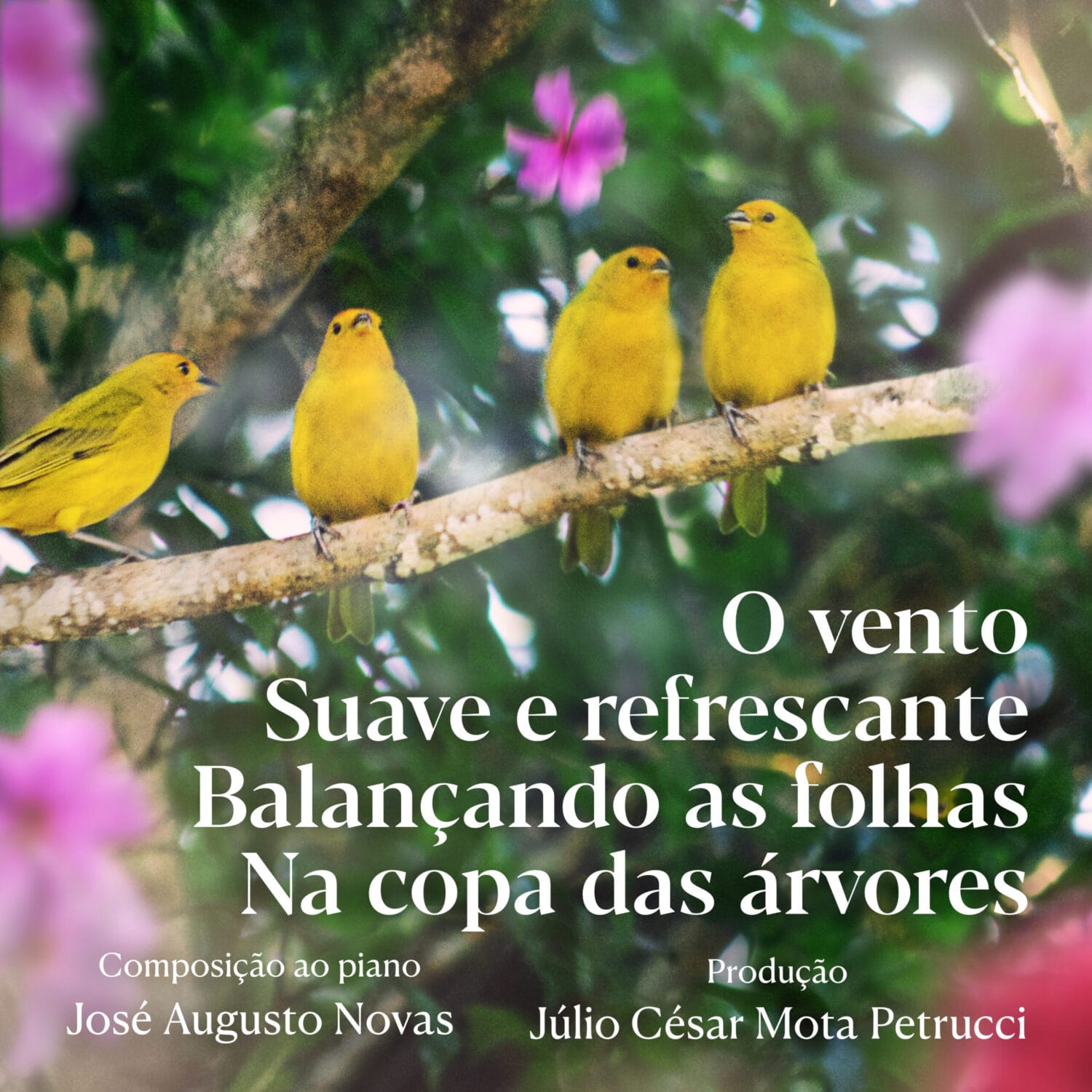 Capa de Piano – O vento Suave e refrescante Balançando as folhas Na copa das árvores